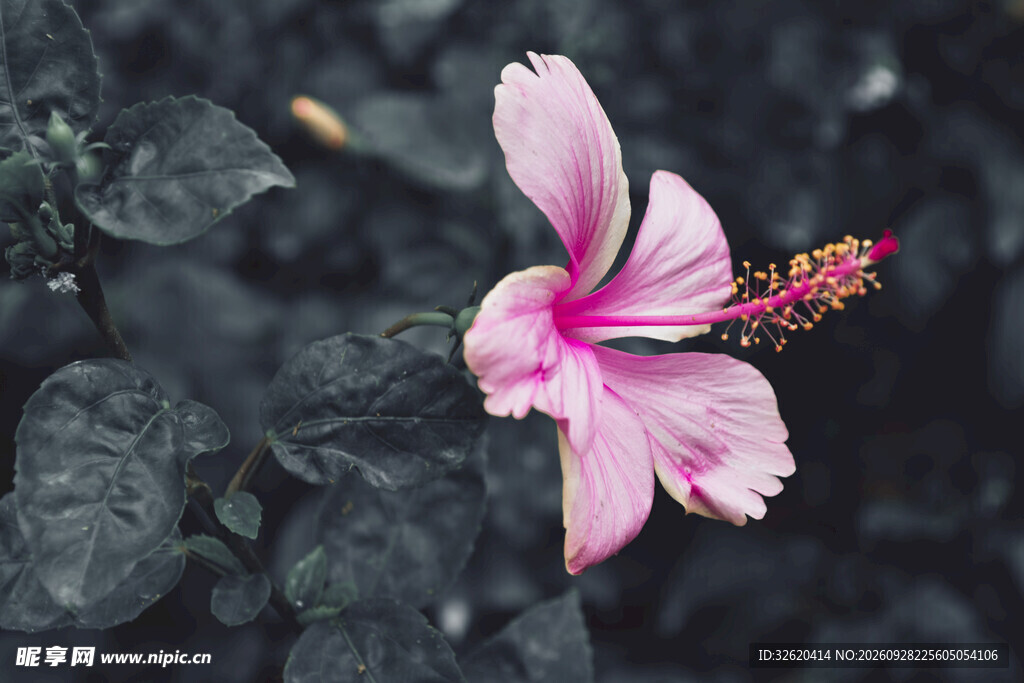 朱槿花