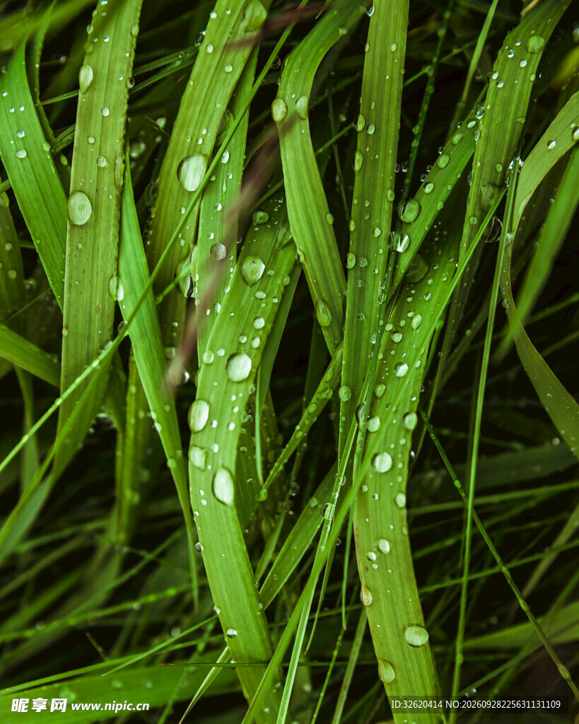 带水珠的青草