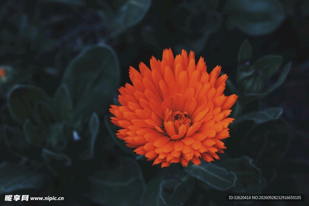 非洲菊