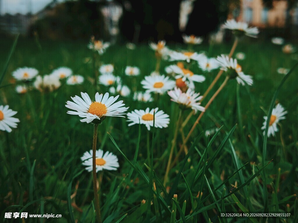 小雏菊
