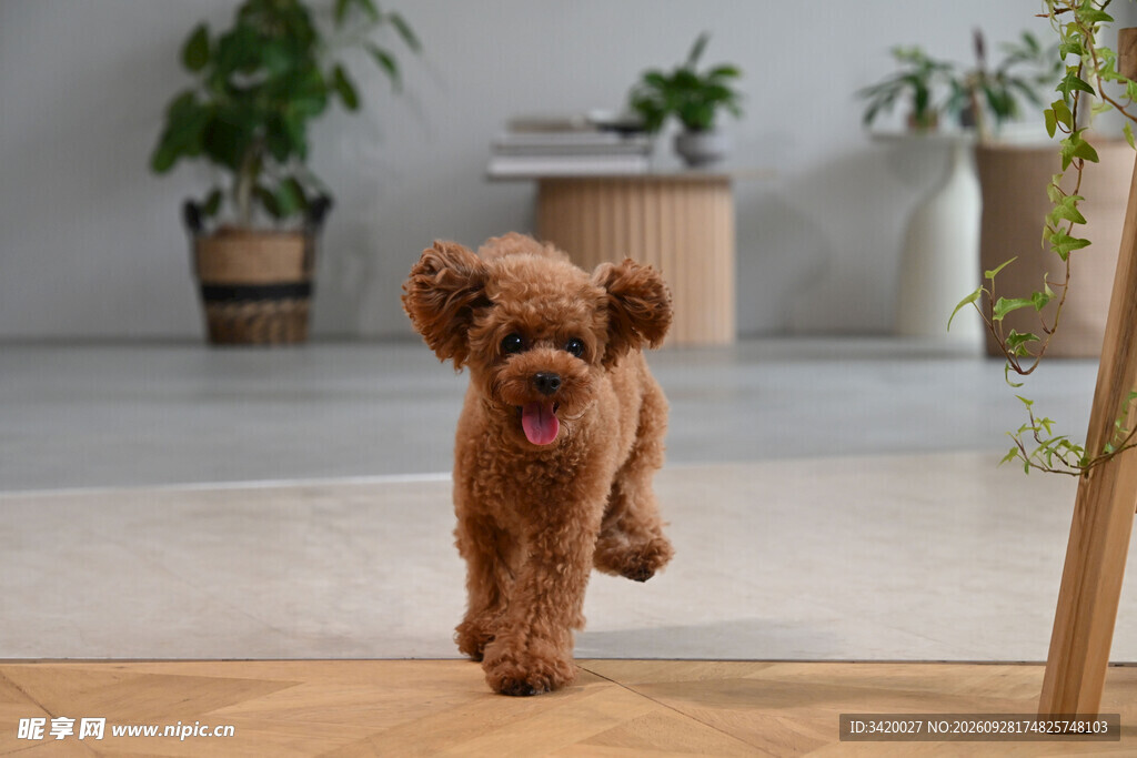 奔跑的可爱泰迪犬