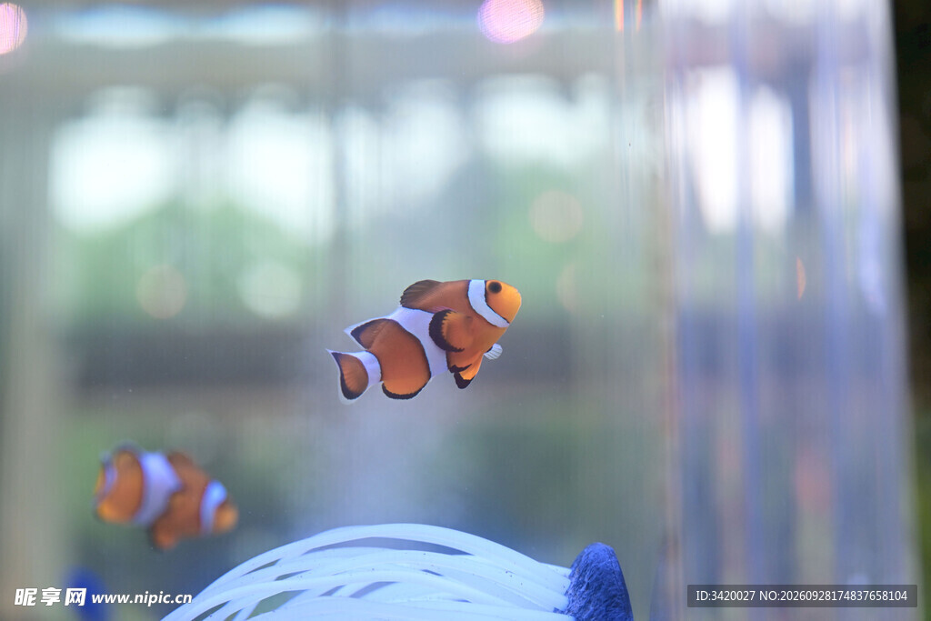 水族箱里的小丑鱼