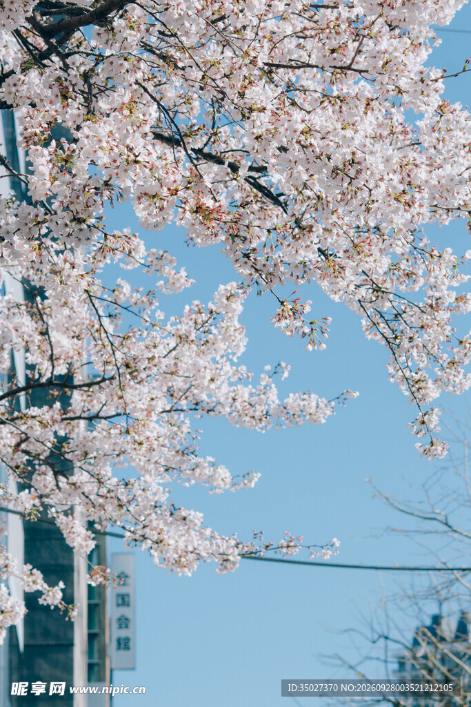 城市春日樱花盛景