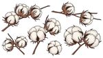 手绘棉花素材