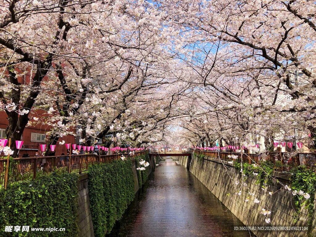 樱花河道春日盛景