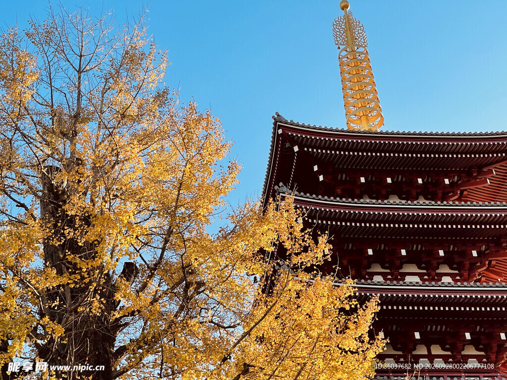 秋日古寺银杏晴空