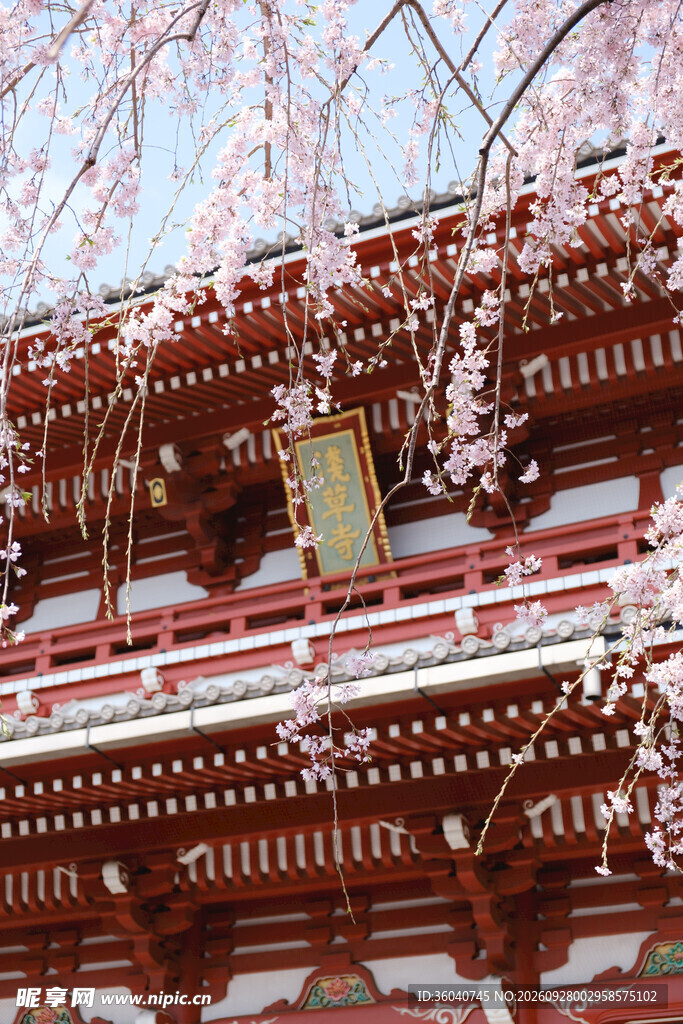 春日古建樱花盛景