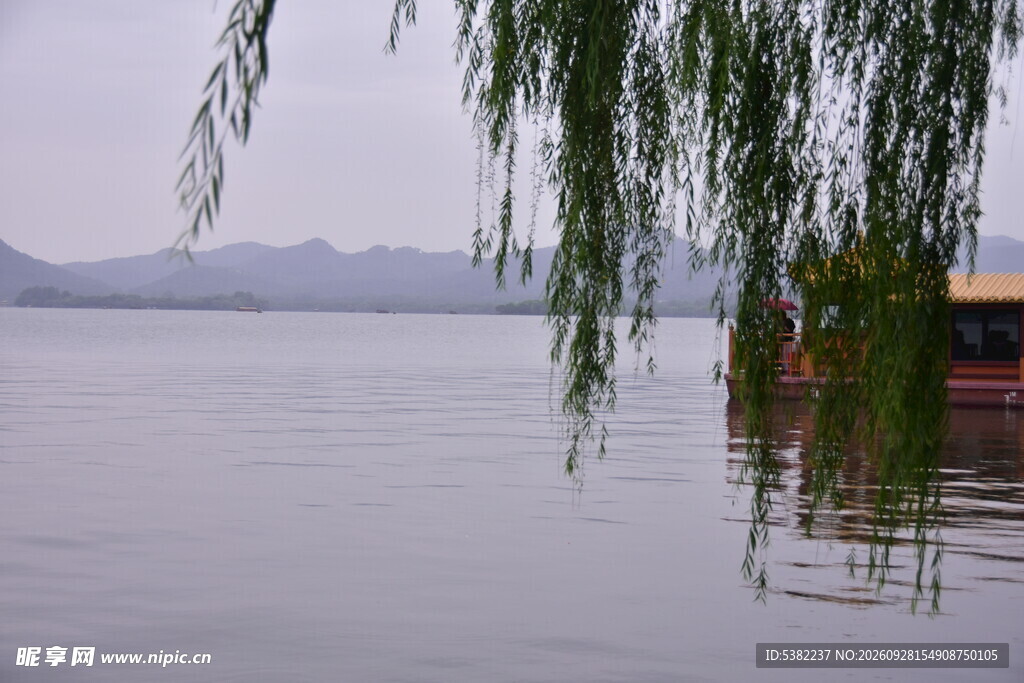 烟雨湖畔垂柳景致