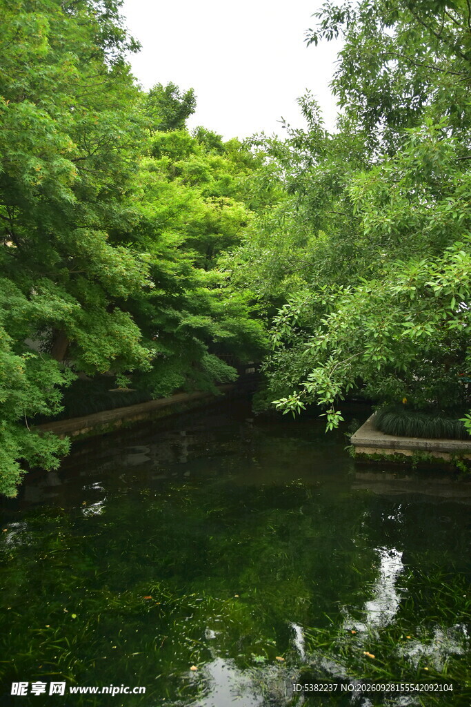 绿树掩映的静谧池塘