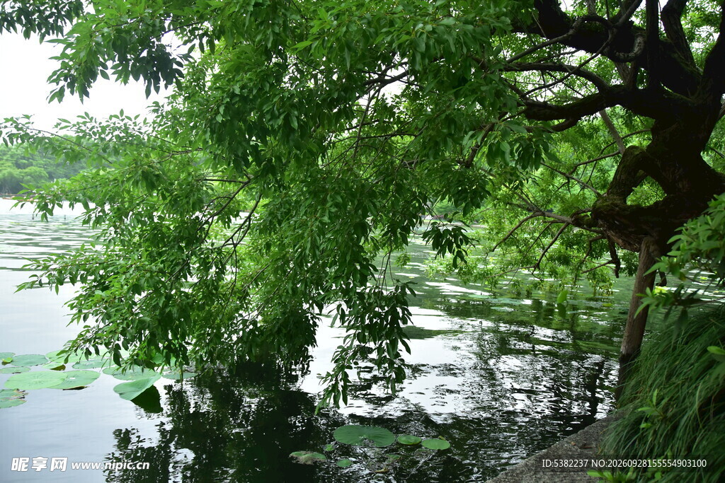 湖畔绿树水景风光