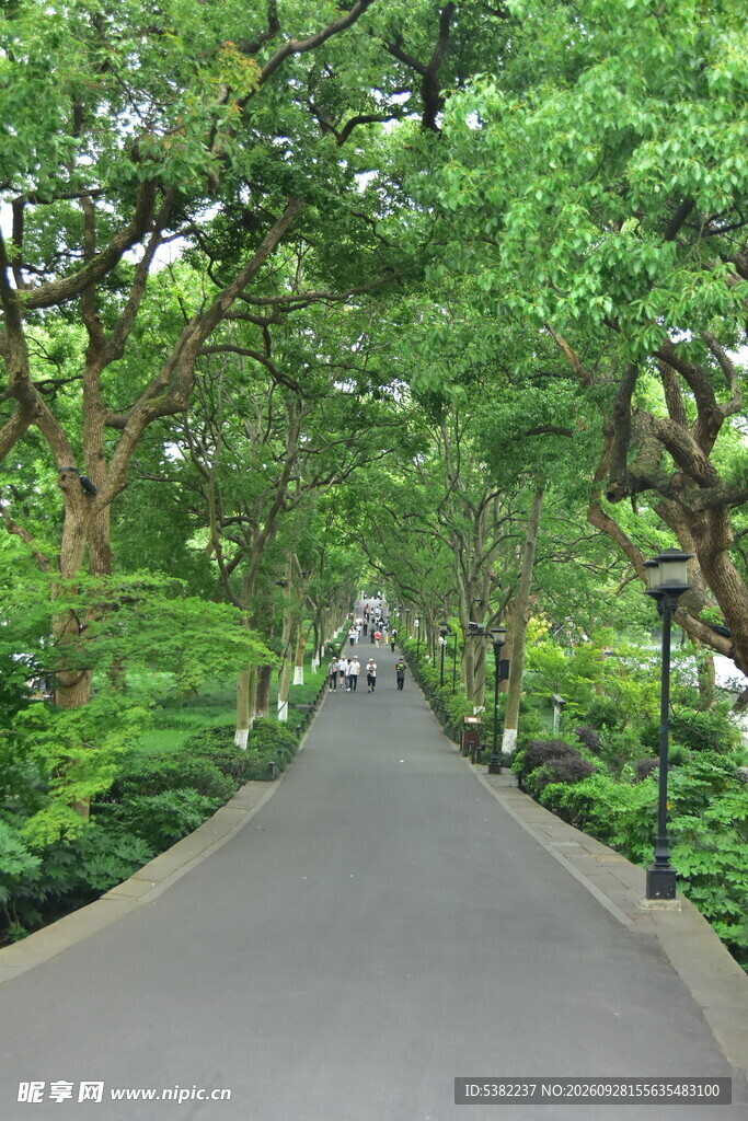 公园林荫小道风景