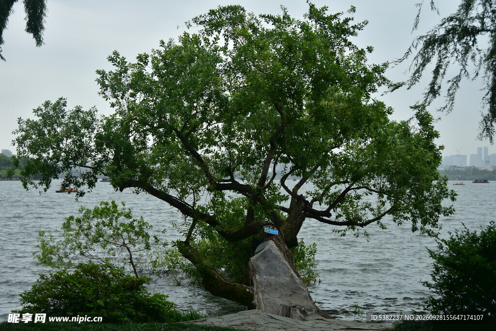 西湖畔大树自然风景