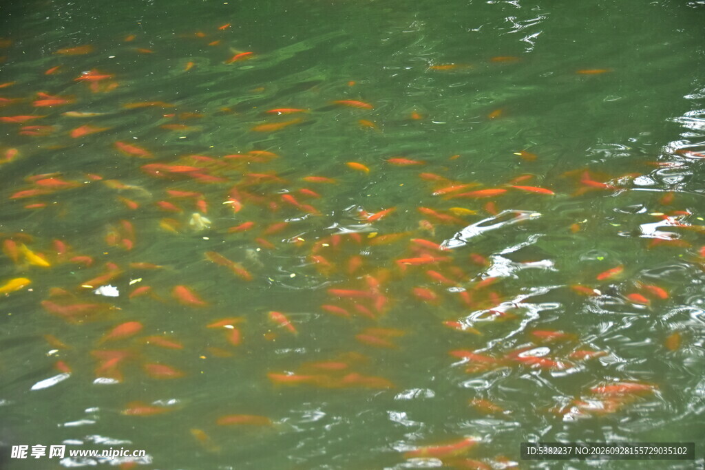水里的锦鲤
