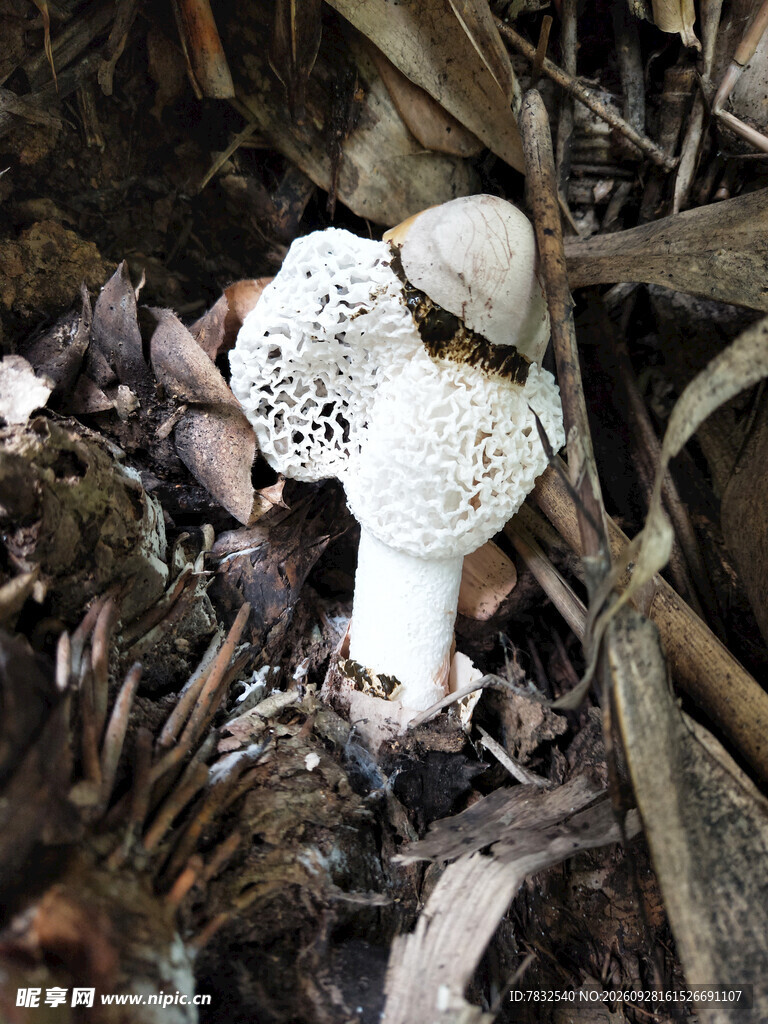 竹荪菌