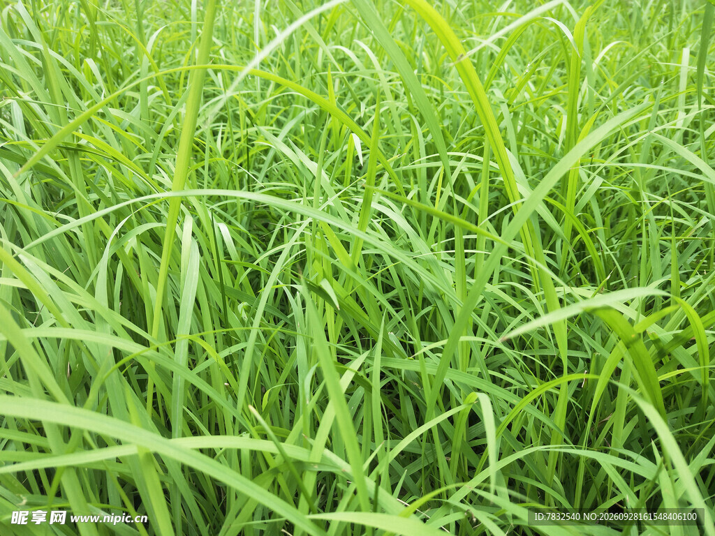 茂绿的草丛