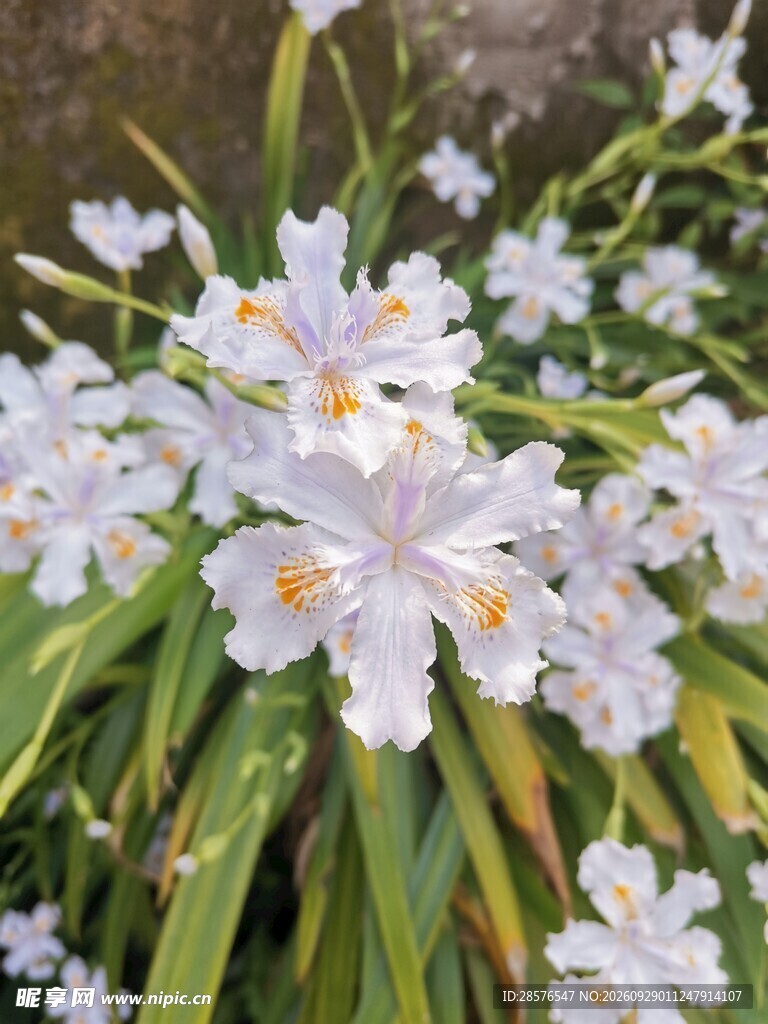 盛放的鸢尾花