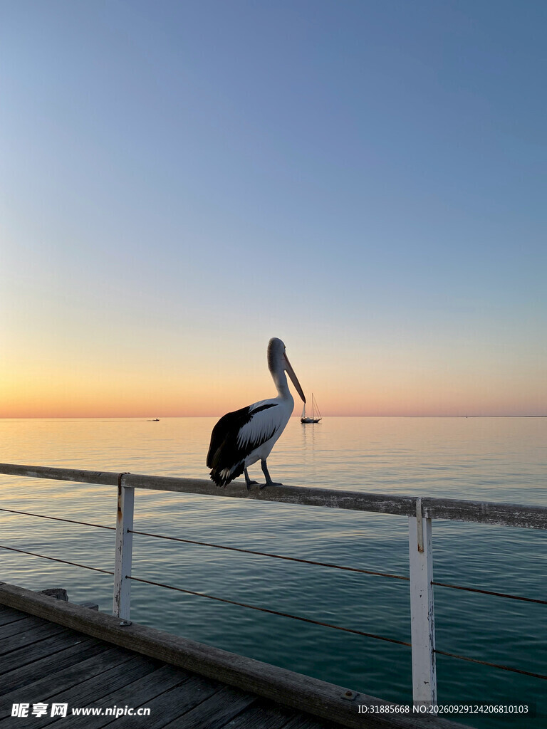 海边日落鹈鹕剪影