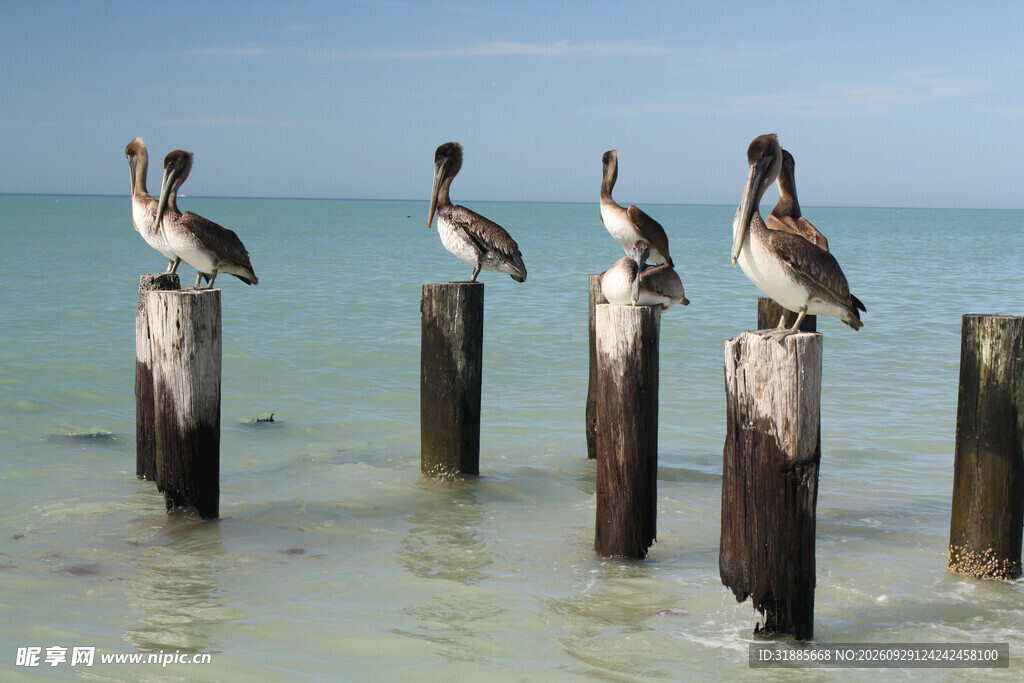 海面木桩上的鹈鹕群