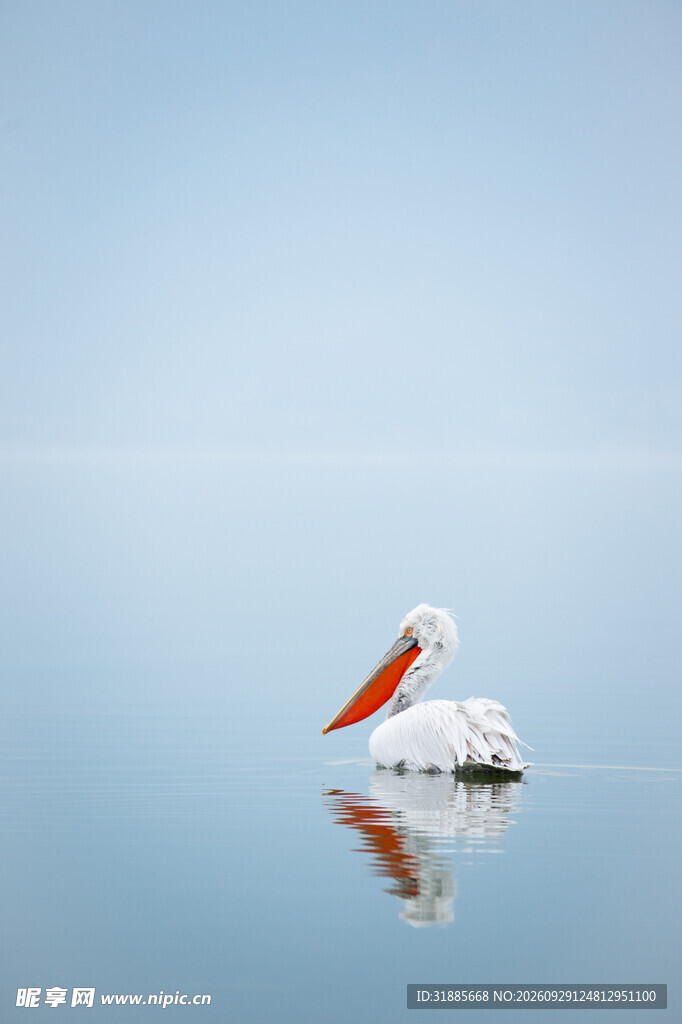 湖面静浮白鹈鹕