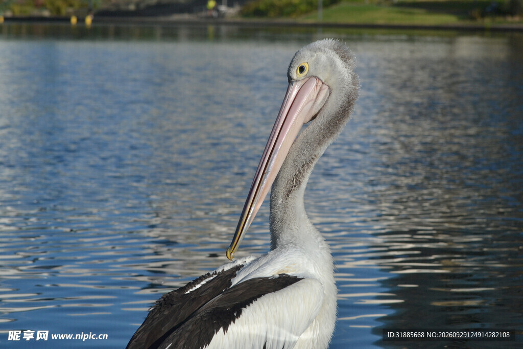 湖边的鹈鹕