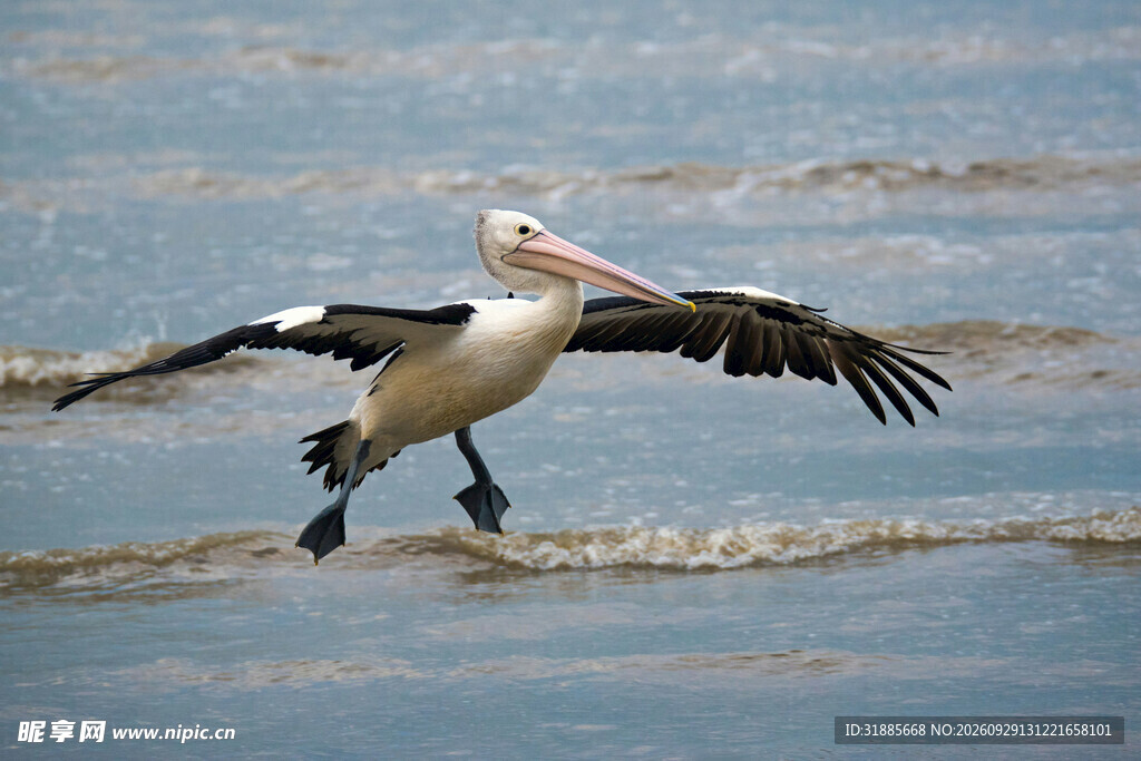 鹈鹕展翅掠过水面