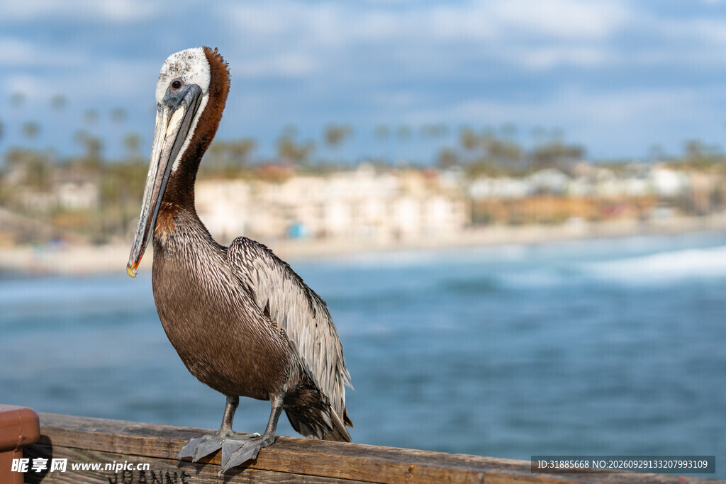海边栖息的鹈鹕