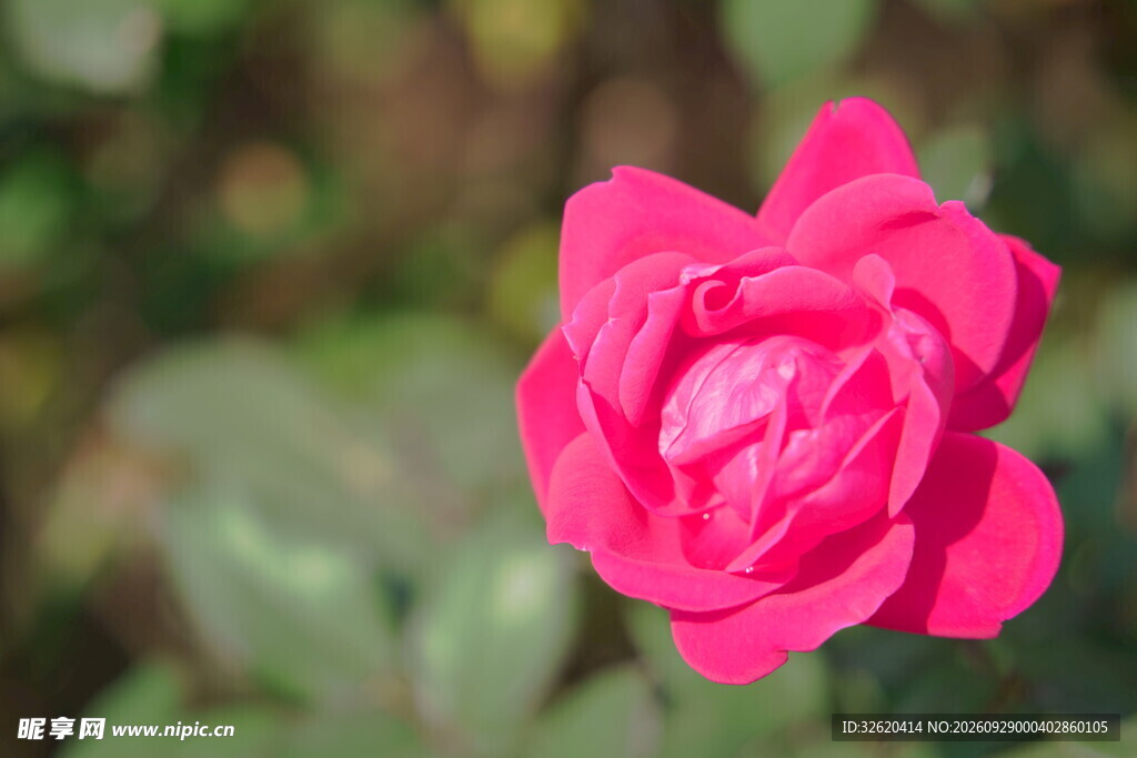 月季花