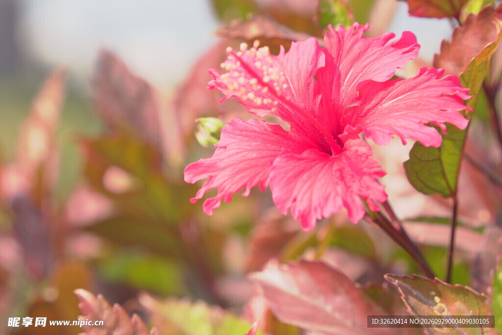 朱槿花