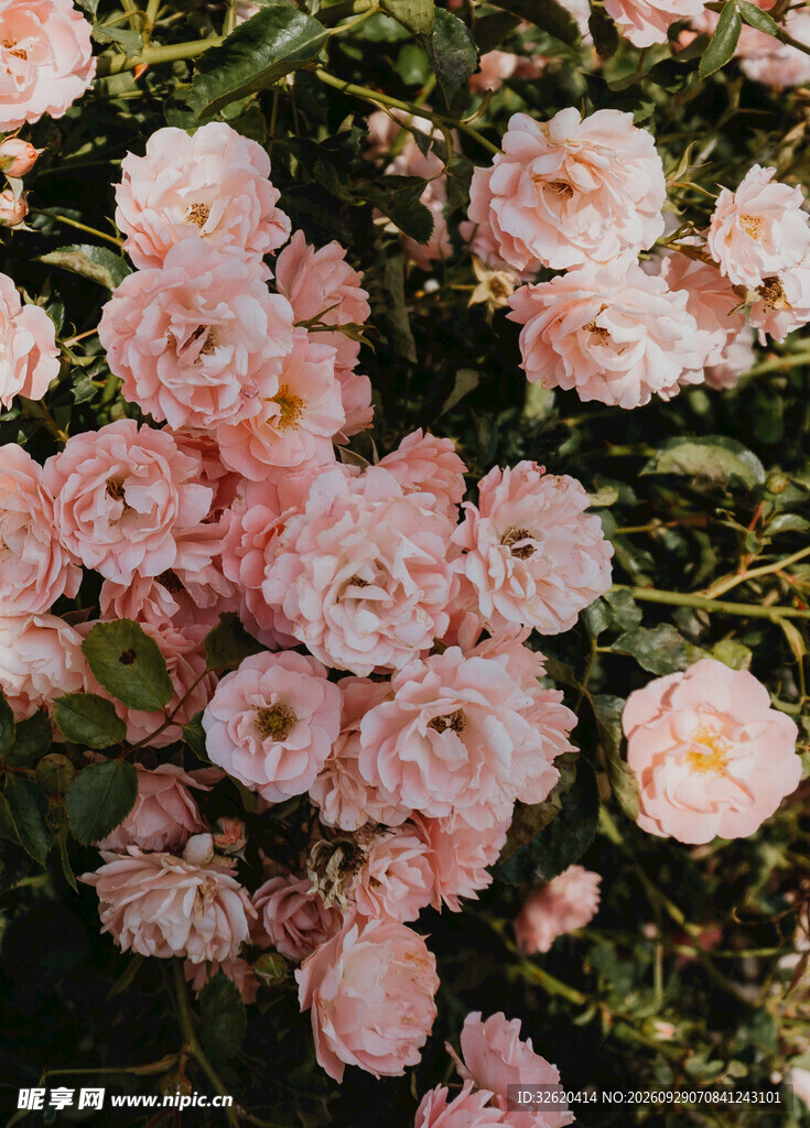 蔷薇花簇