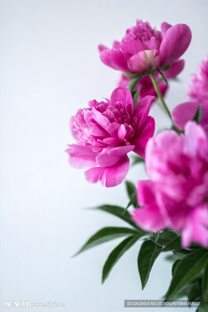 芍药花