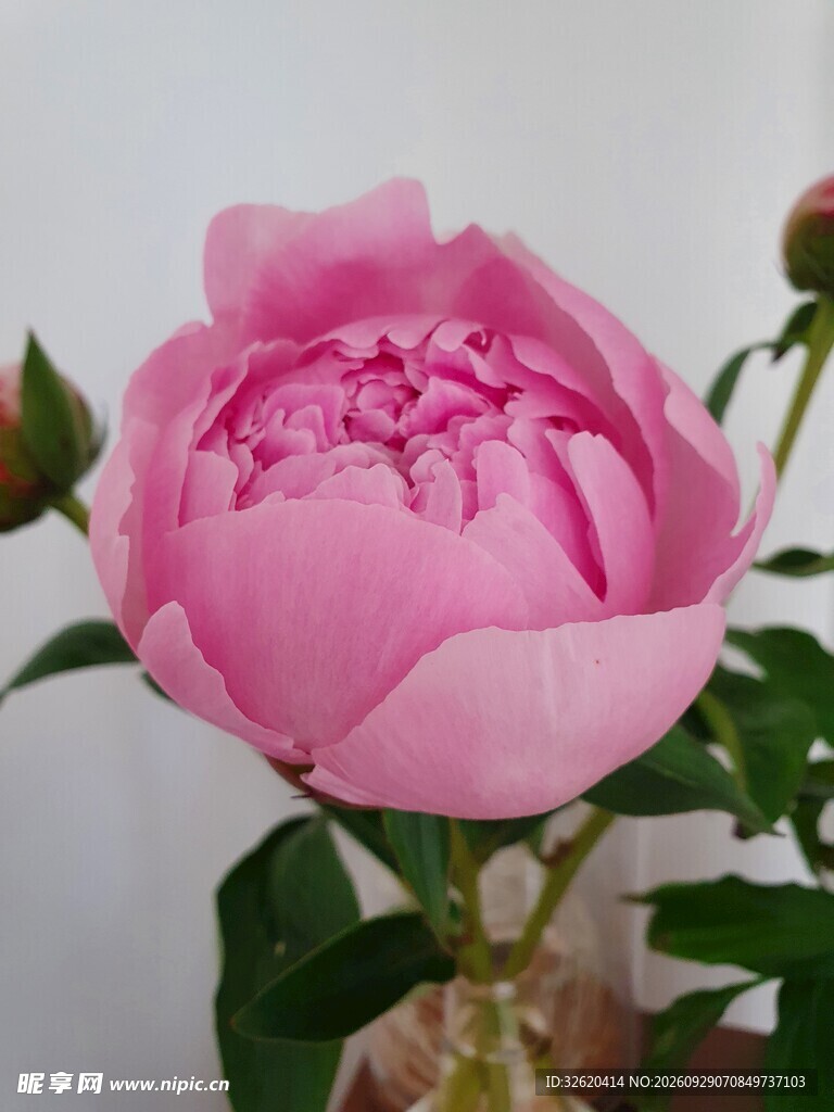 粉色芍药花苞