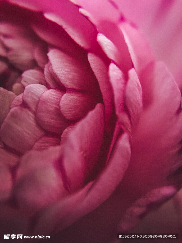 玫红花瓣