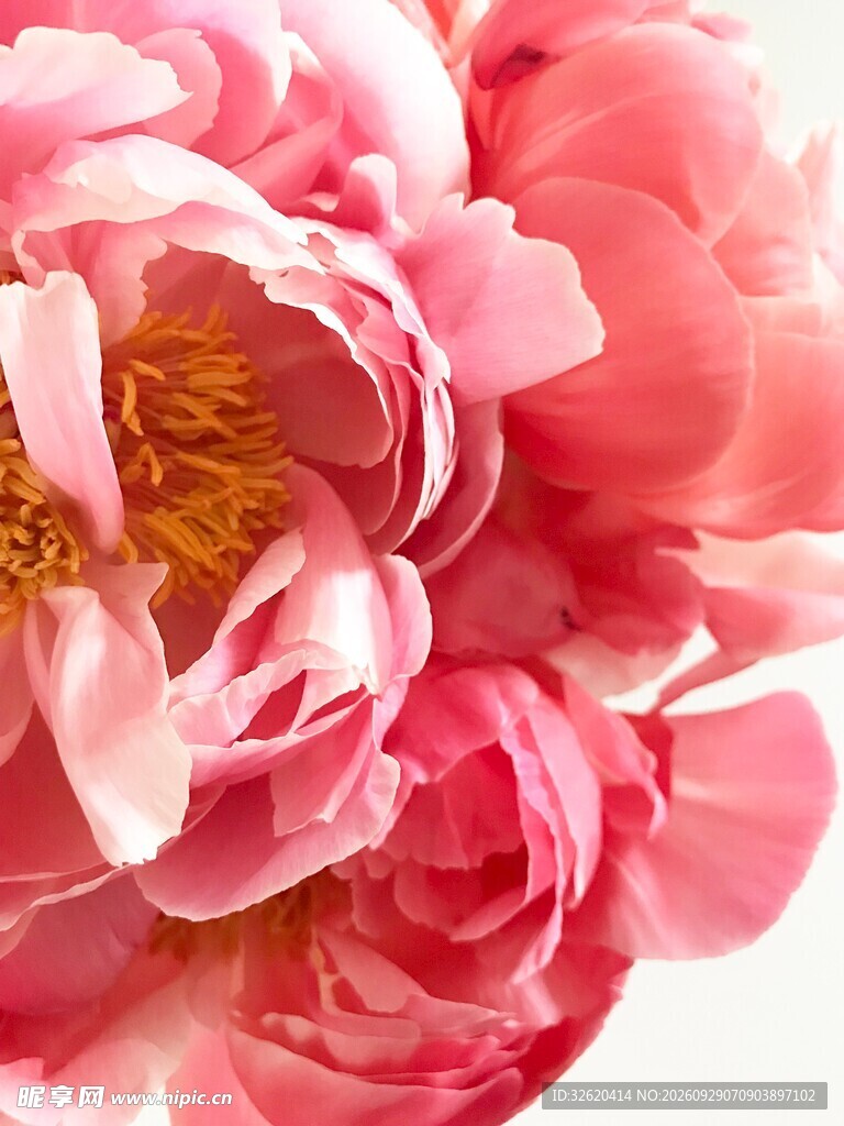 粉色牡丹