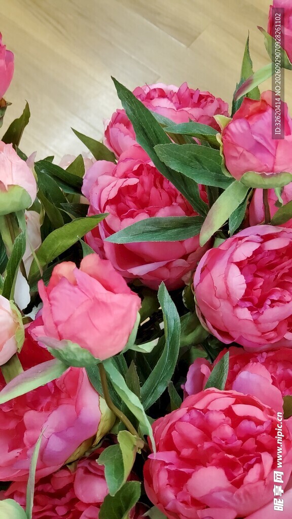 郁金香花束
