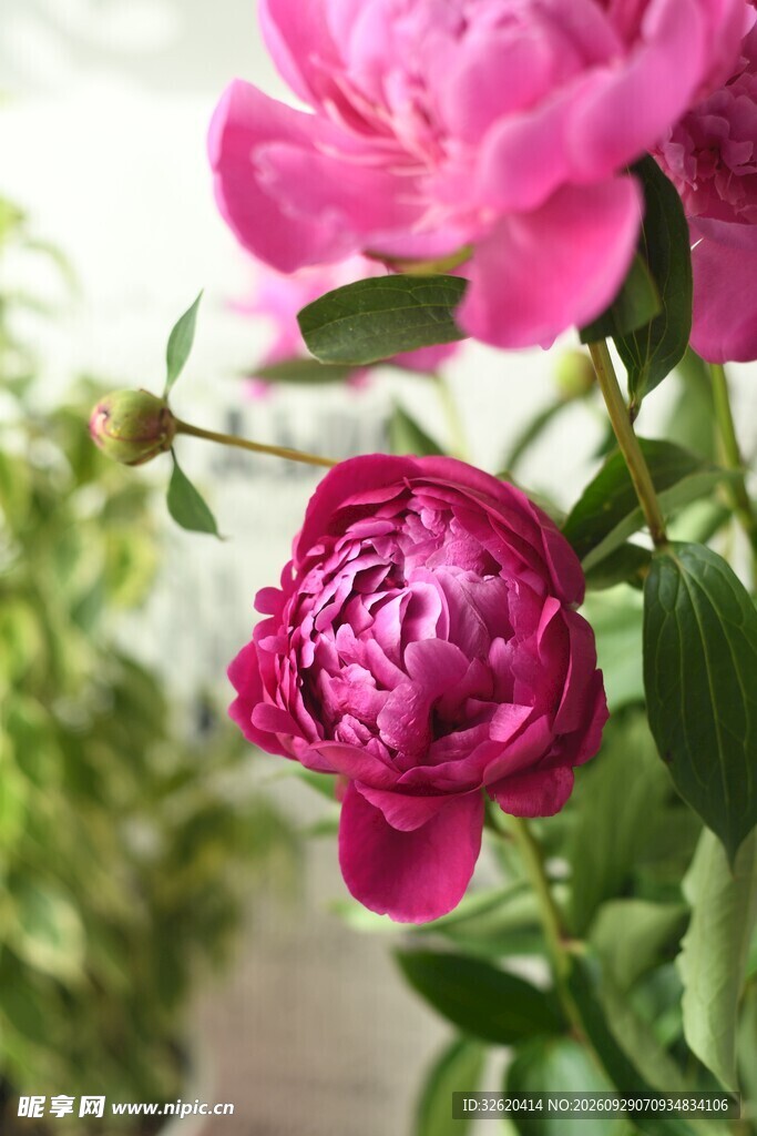 芍药花与待放花苞