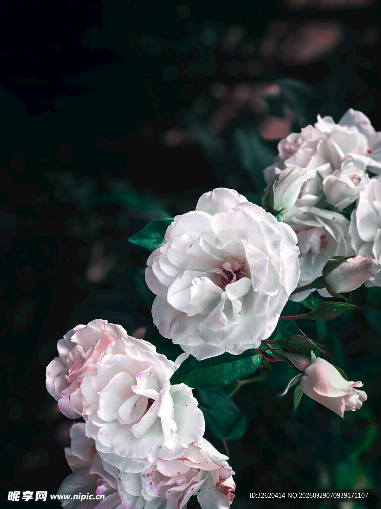 蔷薇花