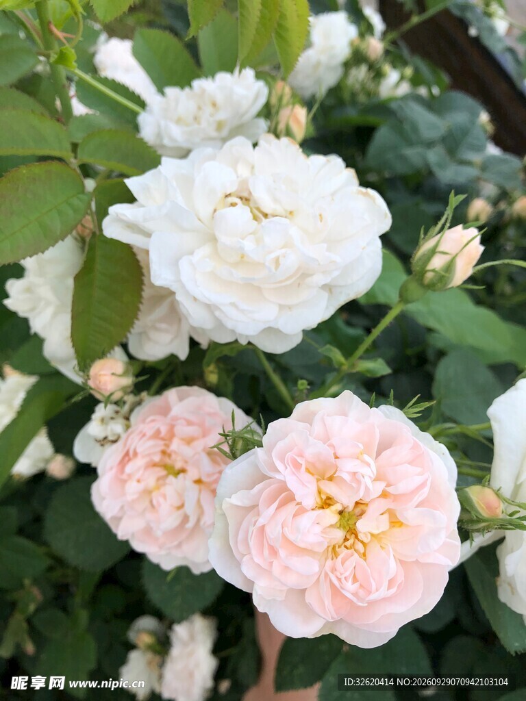 春日粉白蔷薇花