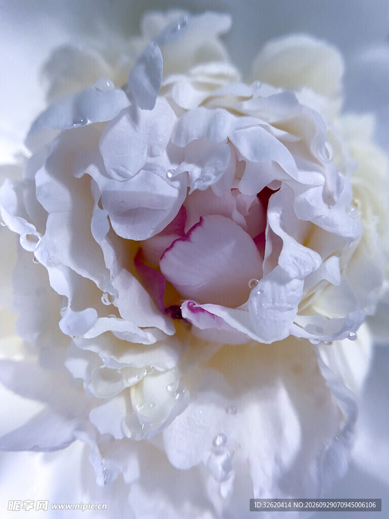 白牡丹花卉