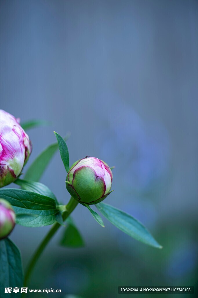 芍药花苞