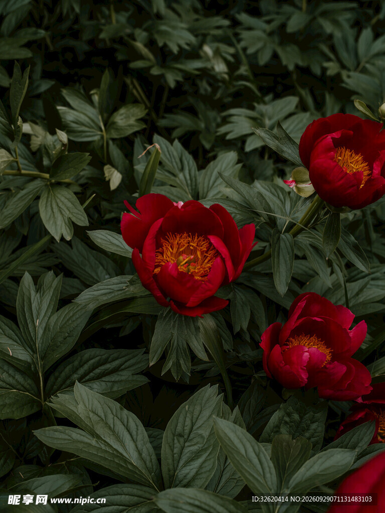 芍药花