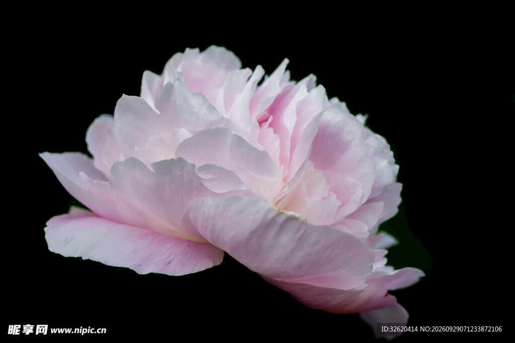 芍药