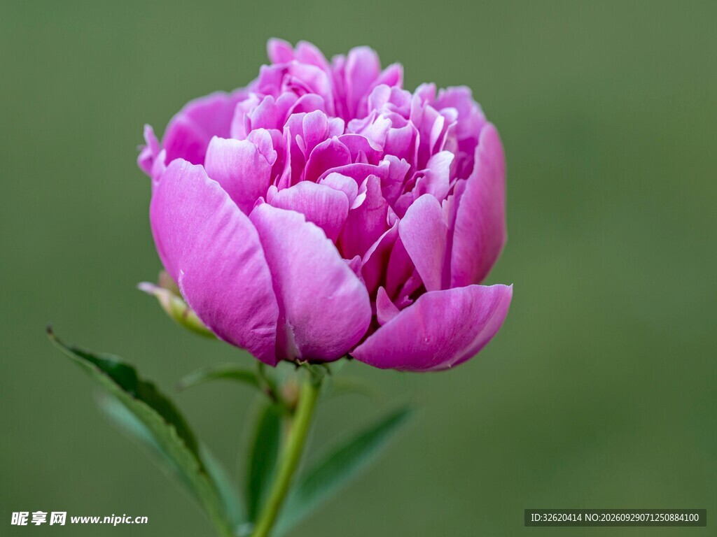 芍药花苞