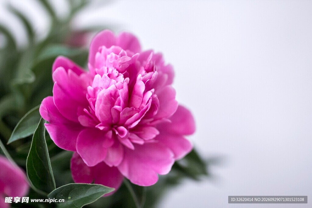 杜鹃花