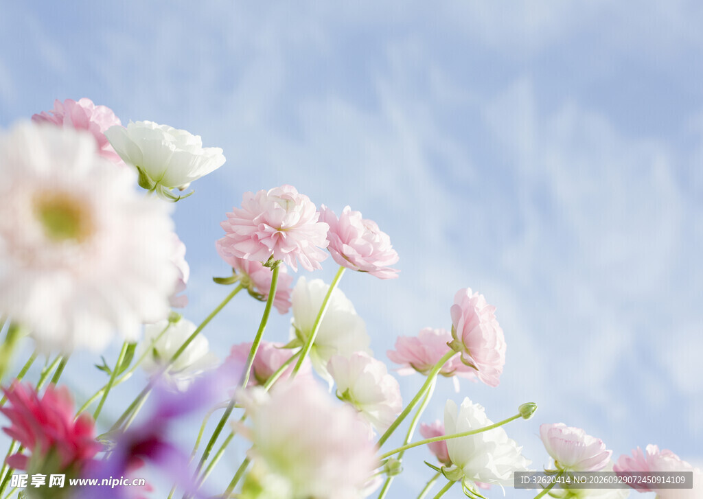 朦胧柔焦花景