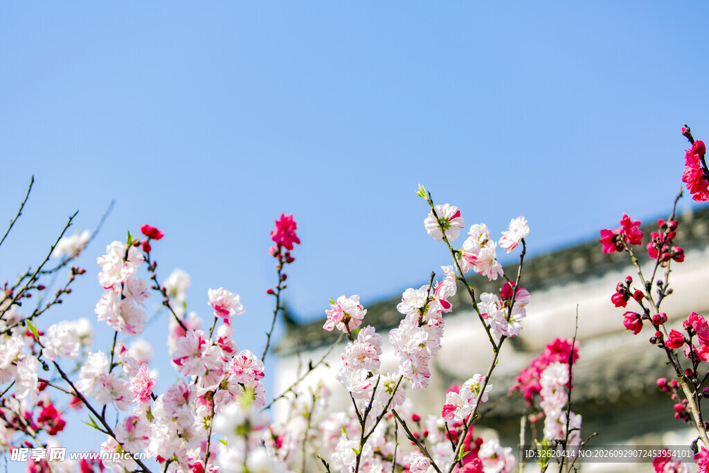 春日蓝天烂漫花枝
