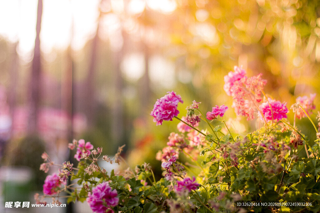 逆光朦胧粉花美景
