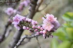 春日粉桃花枝