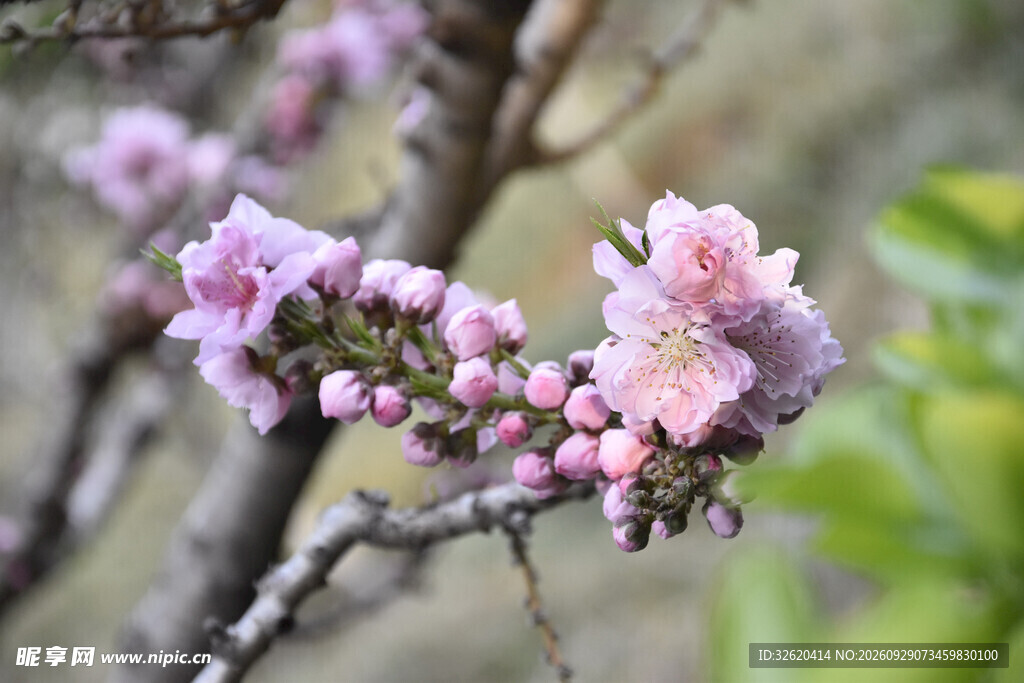 春日粉桃花枝
