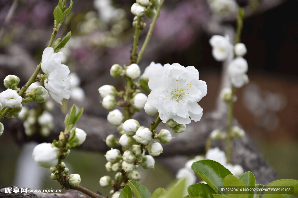春日白花枝芽特写