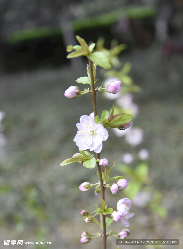 春日初绽小花枝